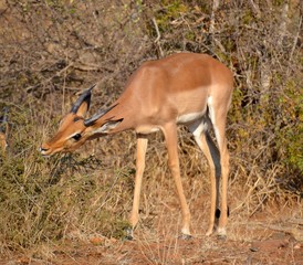 Single young impala male in thorn tree bush veld grazing in drought conditions