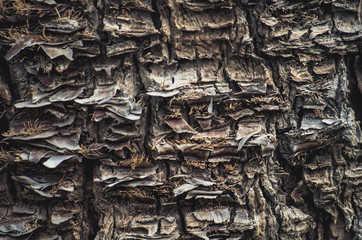 Textura de corteza de palmera