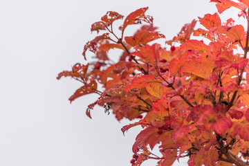 Red Berries and Red Leaves in Autumn