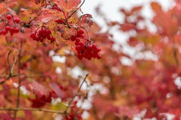 Red Berries and Red Leaves in Autumn