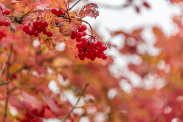 Red Berries and Red Leaves in Autumn
