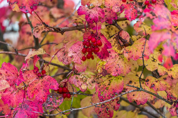 Red Berries and Red Leaves in Autumn