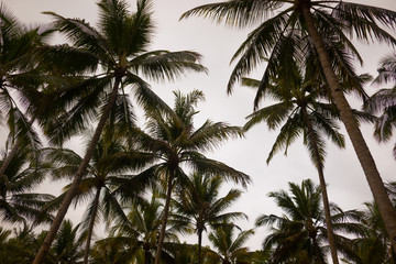 Palm trees