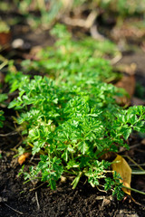 parsley grows in the garden. juicy fresh seasoning leaves