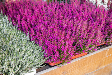 Pink Erica gracilis and white Calluna vulgaris ornamental shrubs potted on the counter in the greek garden shop in October.