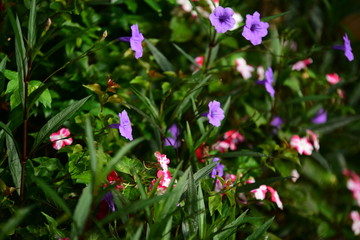 Fototapeta na wymiar Beautiful flowers in the garden Blooming in the summer.Landscaped Formal Garden. 