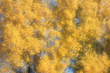 Pappel im Herbstkleid