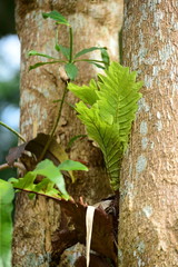 Fototapeta premium closeup gree leavs in forest