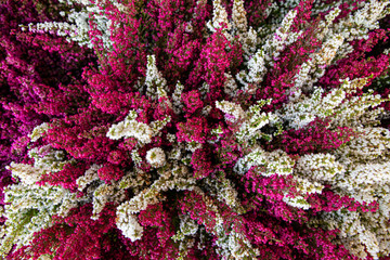 White and pink Erica flowering plant, top view. Flowering Erica gracilis Ornamental shrubs on the counter in the garden shop. - obrazy, fototapety, plakaty