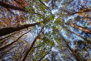 Autumn with branches of Maple leaves in South Korea