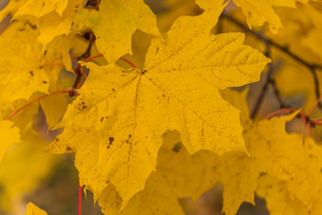 Fall Foliage at a Farm in Northern Europe