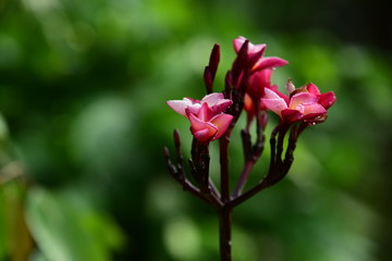 Beautiful flowers in the garden Blooming in the summer.Landscaped Formal Garden.	