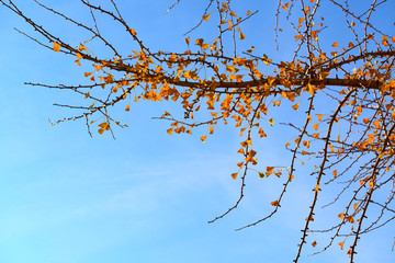 park