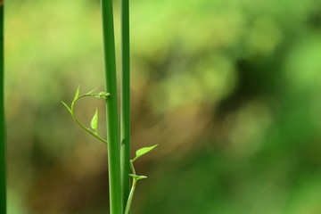 closeup gree leavs in forest