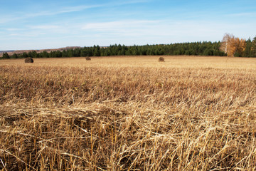 field of wheat