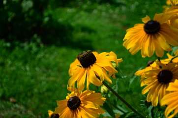 beautiful background with yellow flowers of rudbecia