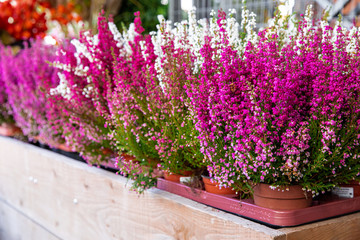 Pink and white flowering Erica gracilis ornamental shrubs potted on the counter in the greek garden shop in October.