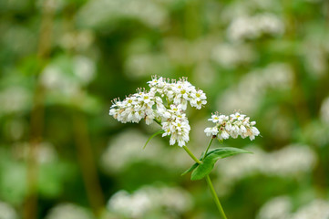 白い蕎麦の花