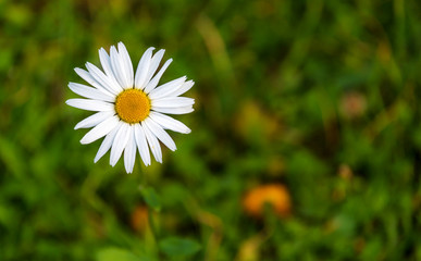 Fototapeta premium Single Daisy against a Deep Green Grassy Background