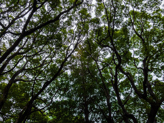 Obraz premium 木々