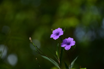 Beautiful flowers in the garden Blooming in the summer.Landscaped Formal Garden.	