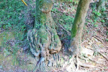 根っこ　大木　古木　森　杤木