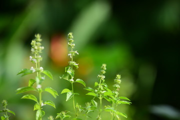Beautiful flowers in the garden Blooming in the summer.Landscaped Formal Garden.	