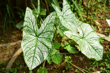 closeup gree leaf in forest