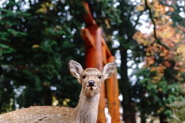 Nara Deer Park
