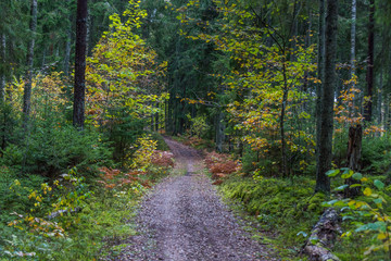 Path in a Northern European Forest in Autumn