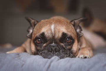 Adorable brown French Bulldog dog with big eyes looking straight into camera and white blaze on forehead lying flat on gray blanket