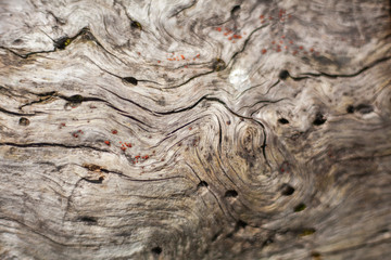 Texture of an old insect-eaten tree. Holes from bark beetles on a tree. The surface of the tree without bark.