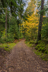 Path in a Northern European Forest in Autumn