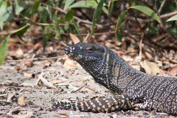 Disturbed while foraging for food, a lace monitor (Varanus varius) scans its habitat intently.