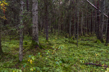 Obraz premium Deep Green Forest in Northern Europe