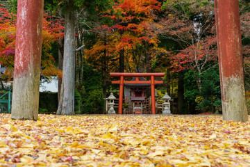 Mountain Koya