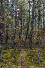Path in a Northern European Forest in Autumn