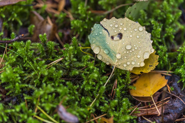 Wet Leaf with Water Drops in a Forest