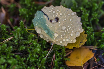 Wet Leaf with Water Drops in a Forest