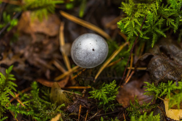 Mushrooms Growing in a Deep Green Forest in Northern Europe