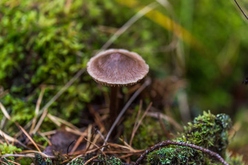 Mushrooms Growing in a Deep Green Forest in Northern Europe