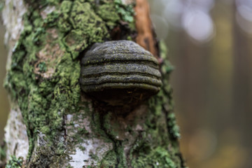 Mushroom Growing on a Tree in a Forest in Northern Europe