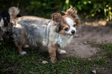 A small breed dog walks in nature. Lovely friend of man. Funny dog. Photo with blur background.