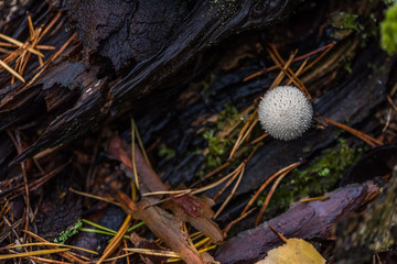 Mushrooms Growing in a Deep Green Forest in Northern Europe
