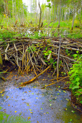 Old beaver dam.