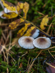 Mushrooms Growing in a Deep Green Forest in Northern Europe