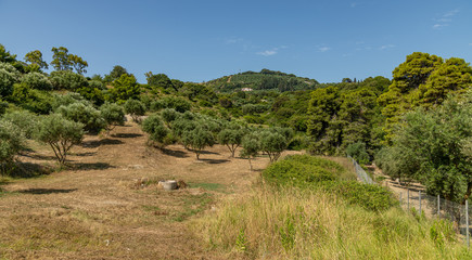 Naklejka premium hill and olive trees on zakynthos