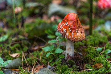 Toadstool Mushroom in a Northern European Forest