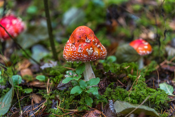 Toadstool Mushroom in a Northern European Forest