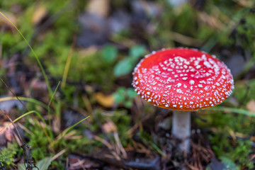 Toadstool Mushroom in a Northern European Forest